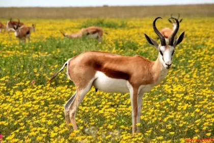 antelope