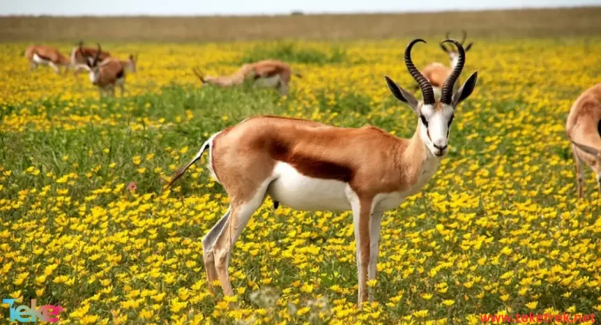 antelope