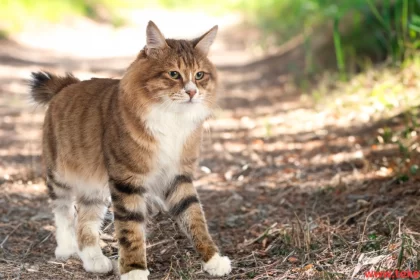 The American Bobtail Cat