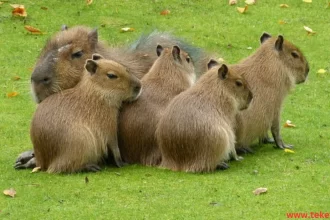 Capybara