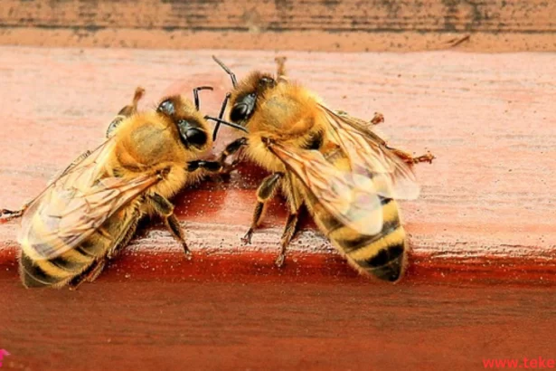 yemeni bees