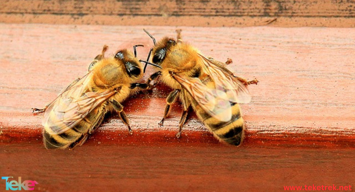 yemeni bees