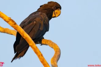 الببغاء الأسود أصفر الذيل(Yellow-tailed black cockatoo)