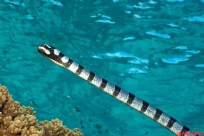 sea snake