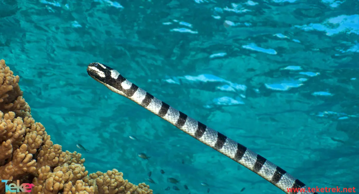 sea snake