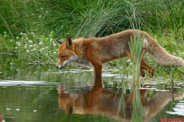 Swift Fox