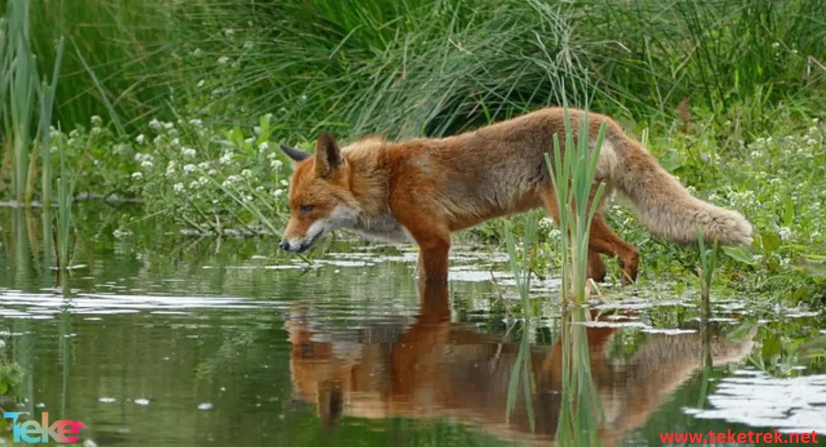 Swift Fox