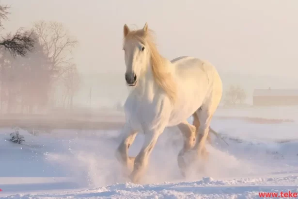 Akhal-Teke horse