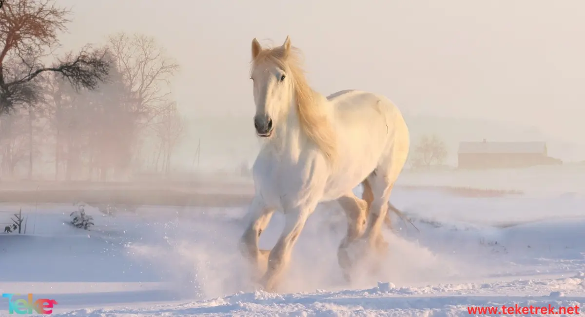 Akhal-Teke horse