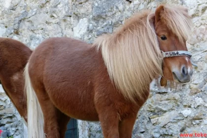 The Dartmoor Pony