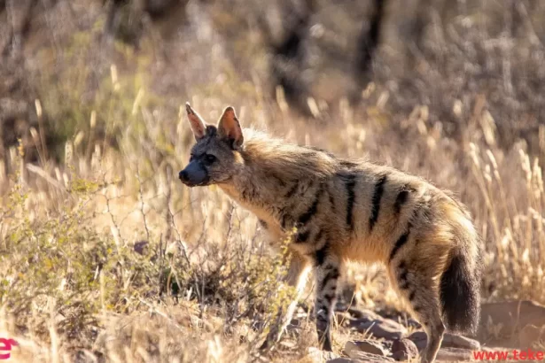 Aardwolf