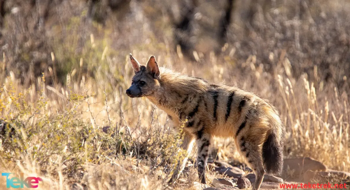 Aardwolf