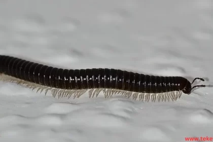 Centipedes