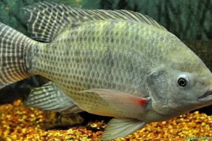 tilapia fish