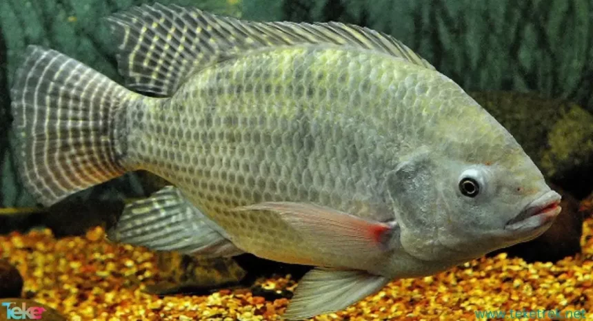 tilapia fish