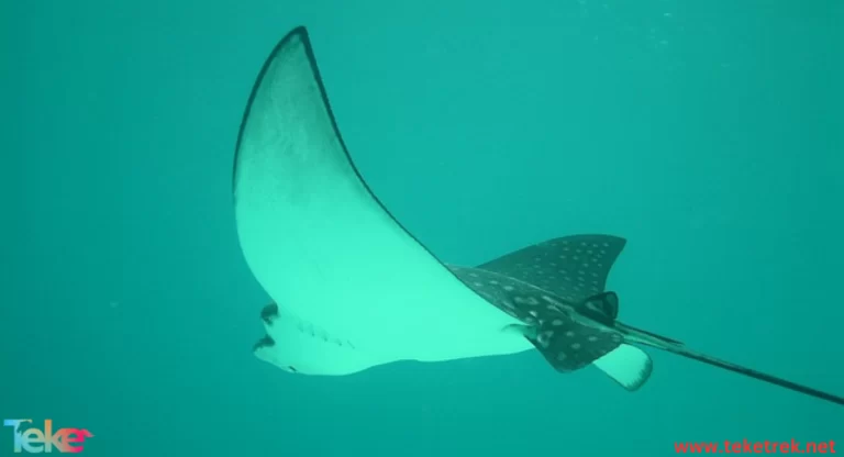 stingrays