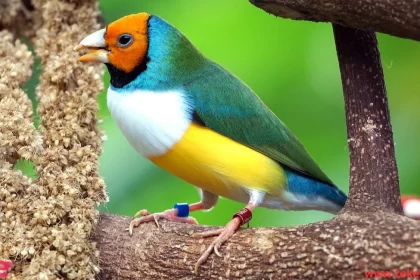 Gouldian Finch