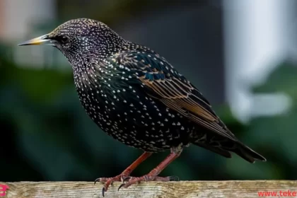 starling bird