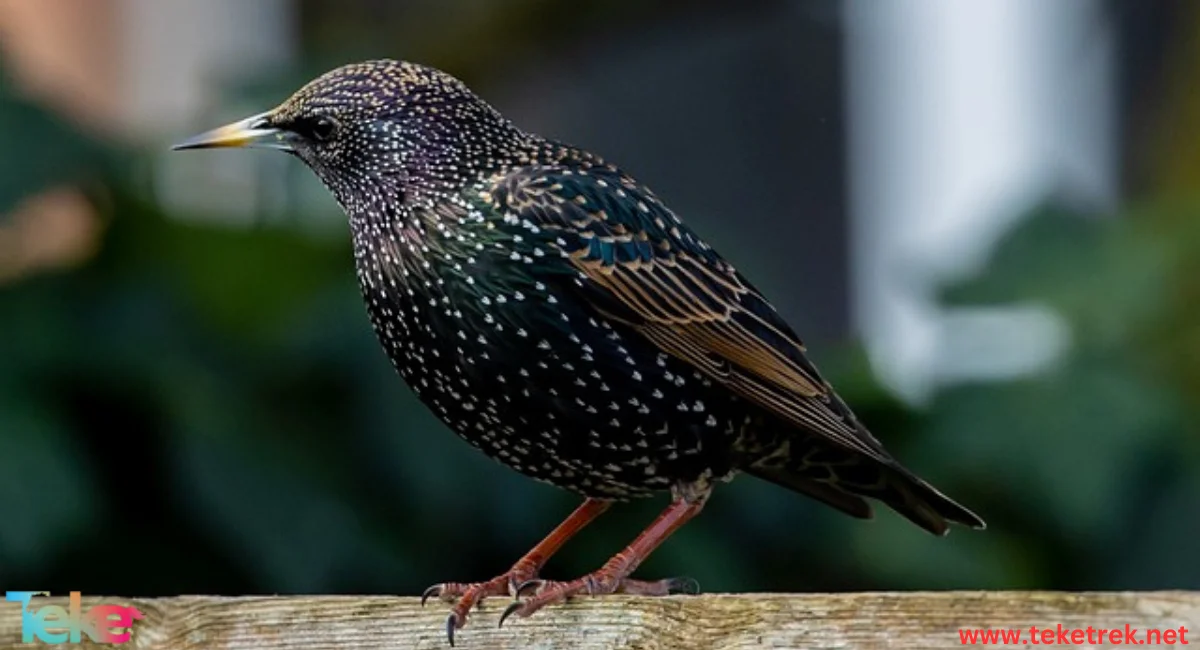 starling bird