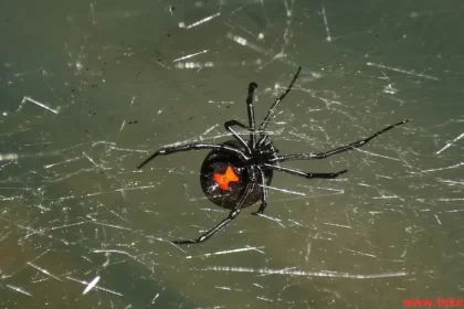 black widow spider