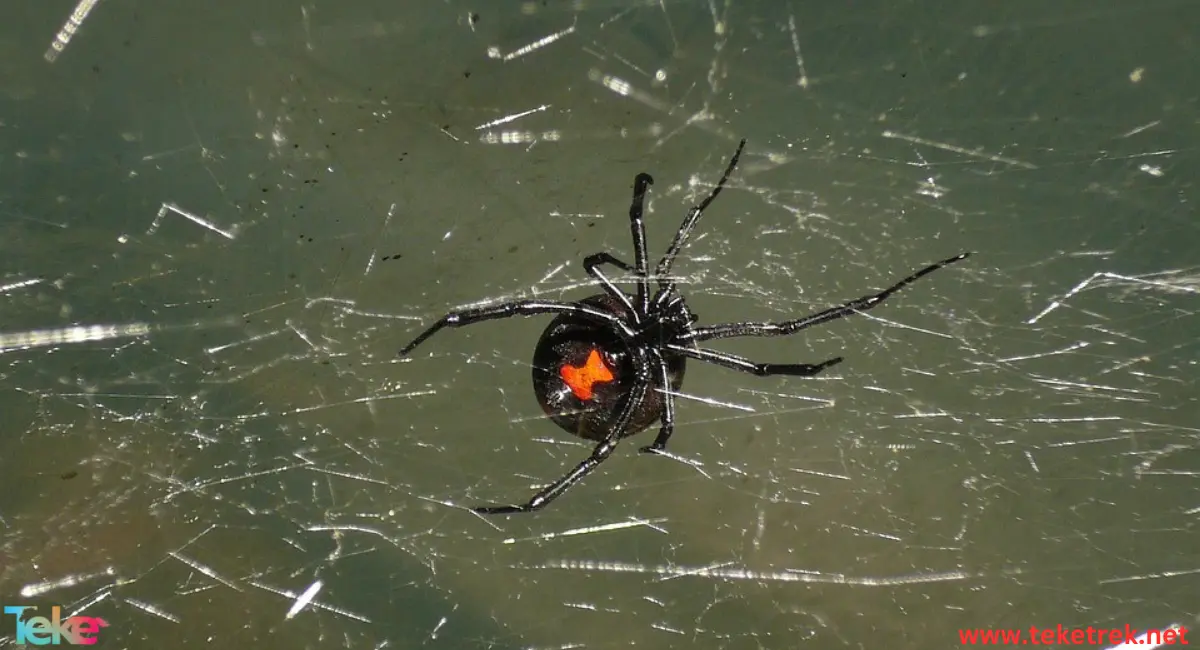 black widow spider