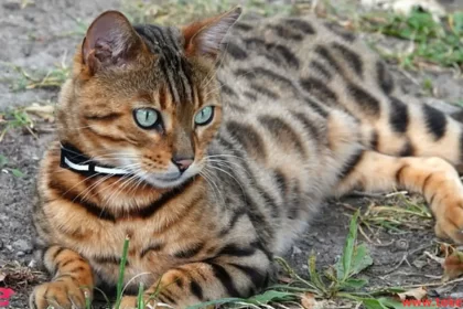 Bengal cat