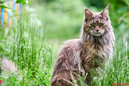 maine coon cat