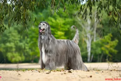 Afghan hound