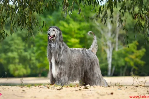 Afghan hound