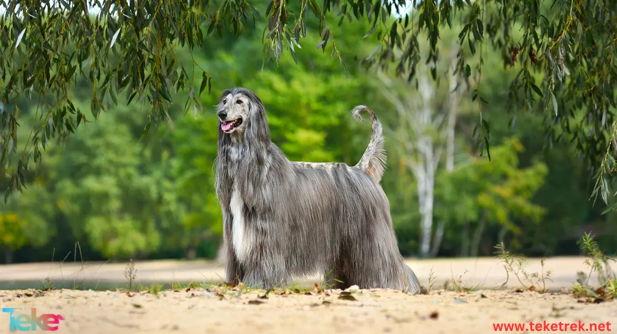 Afghan hound