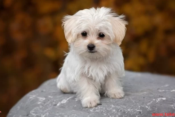 The Maltese Dog