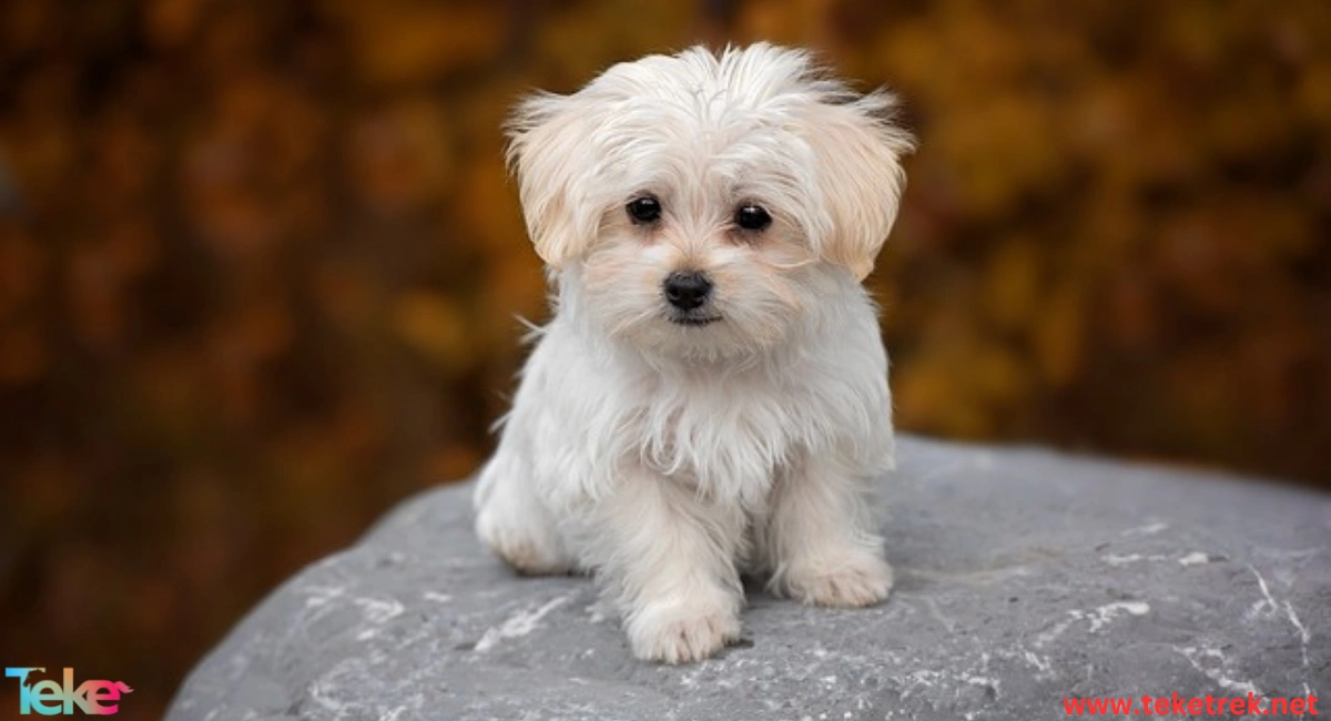 The Maltese Dog