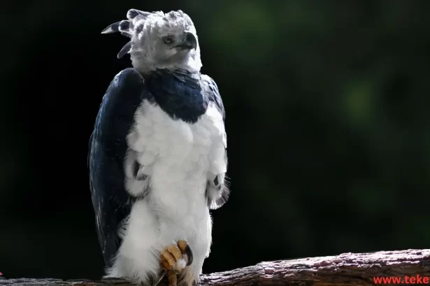 Harpy eagle