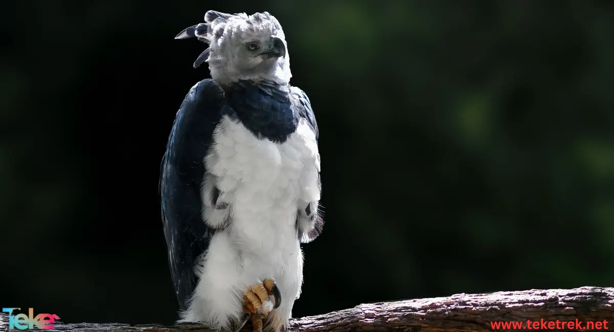 Harpy eagle