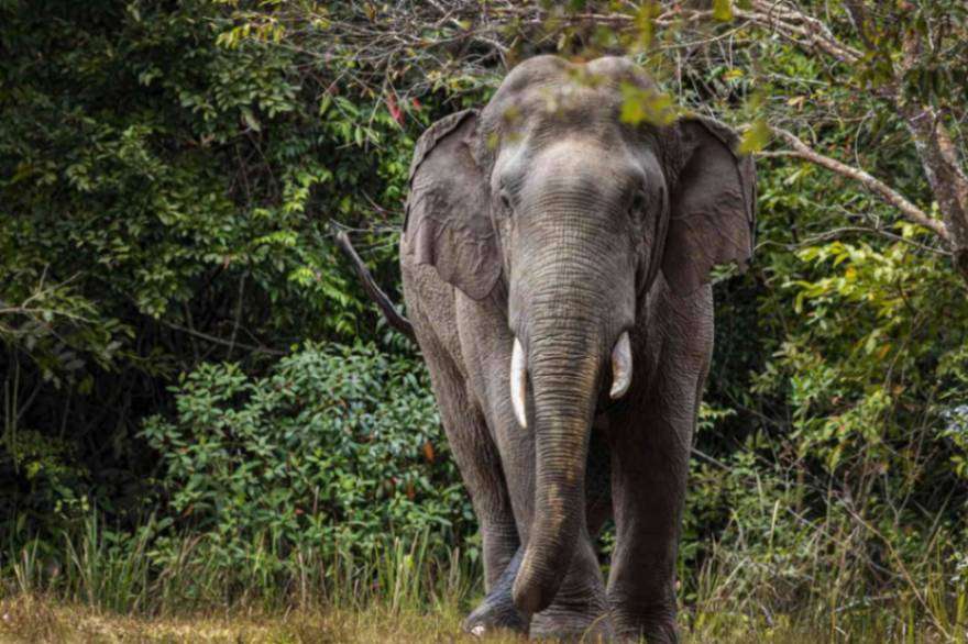 الفيل الهندي
