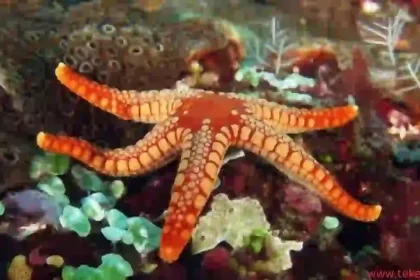 starfish