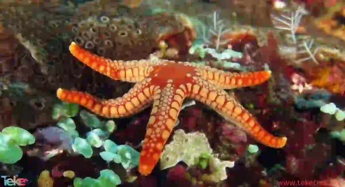 starfish