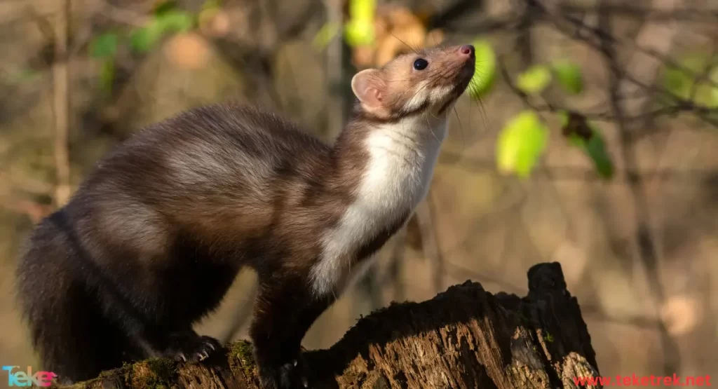 Weasel