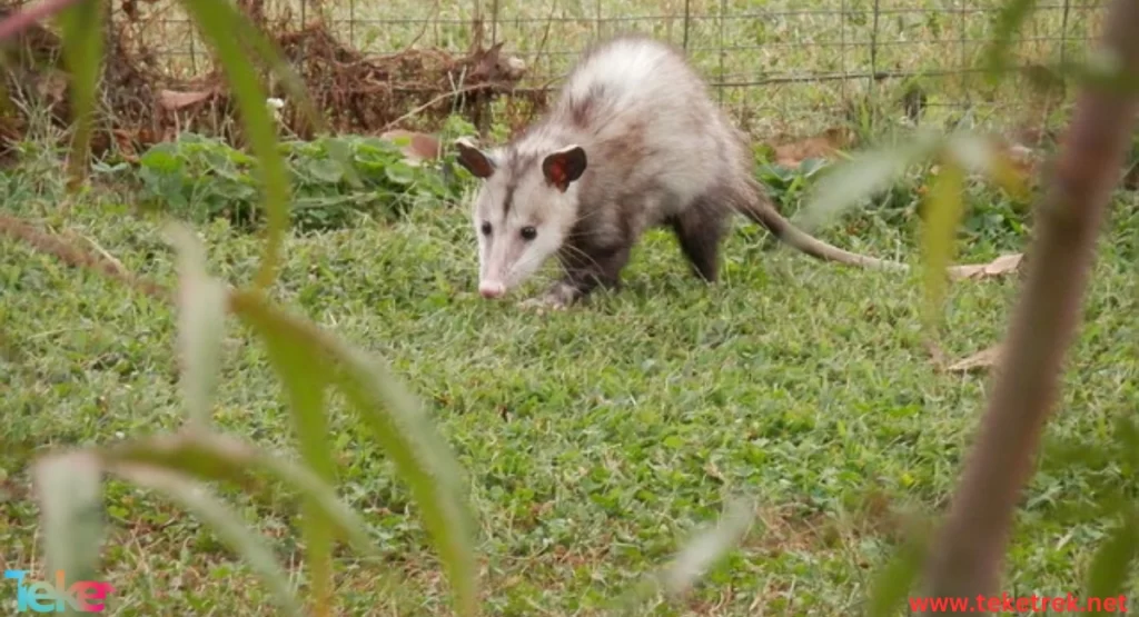 opossum