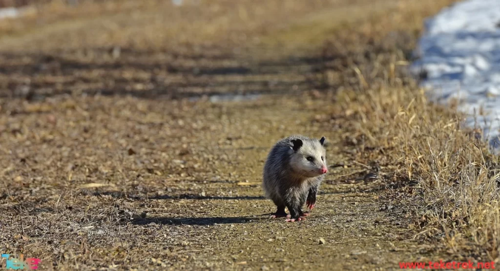 opossum