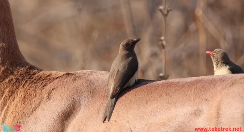 Oxpecker