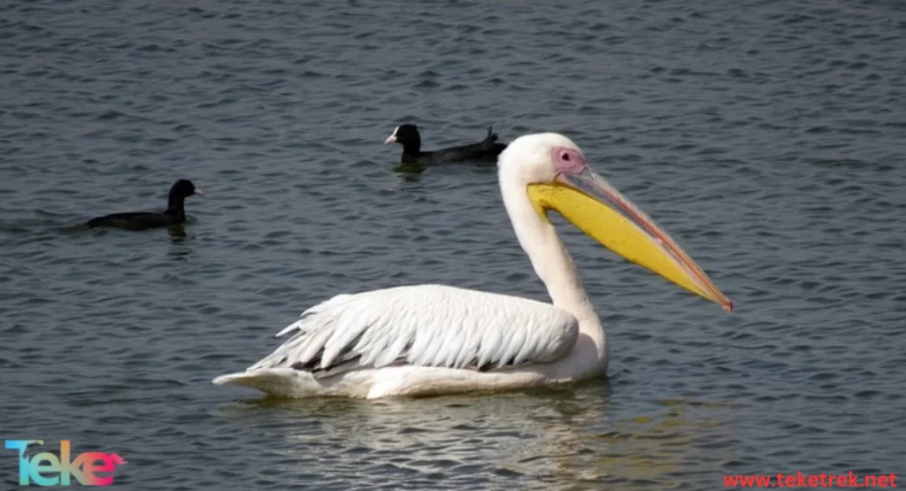 great white pelican