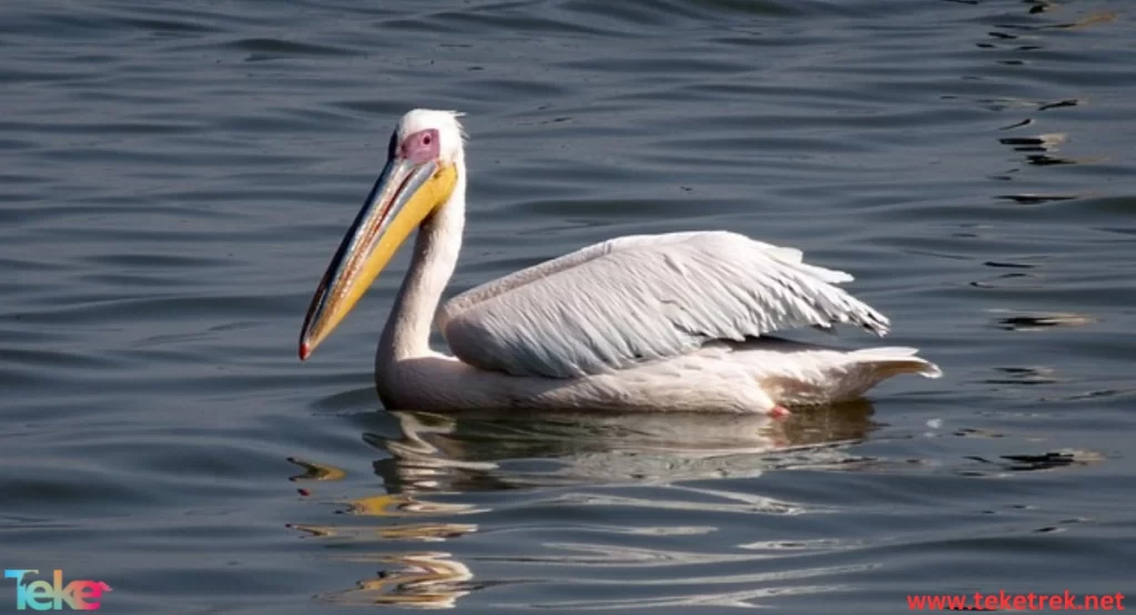 great white pelican