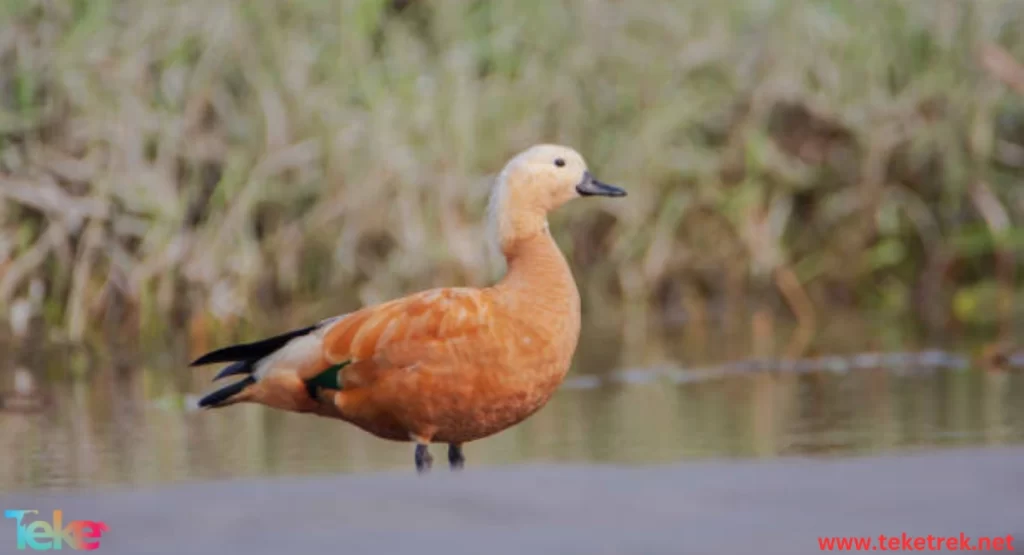 Fulvous whistling duck