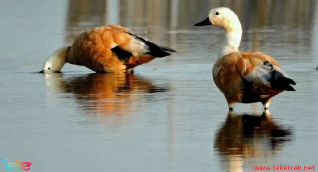 Fulvous whistling duck