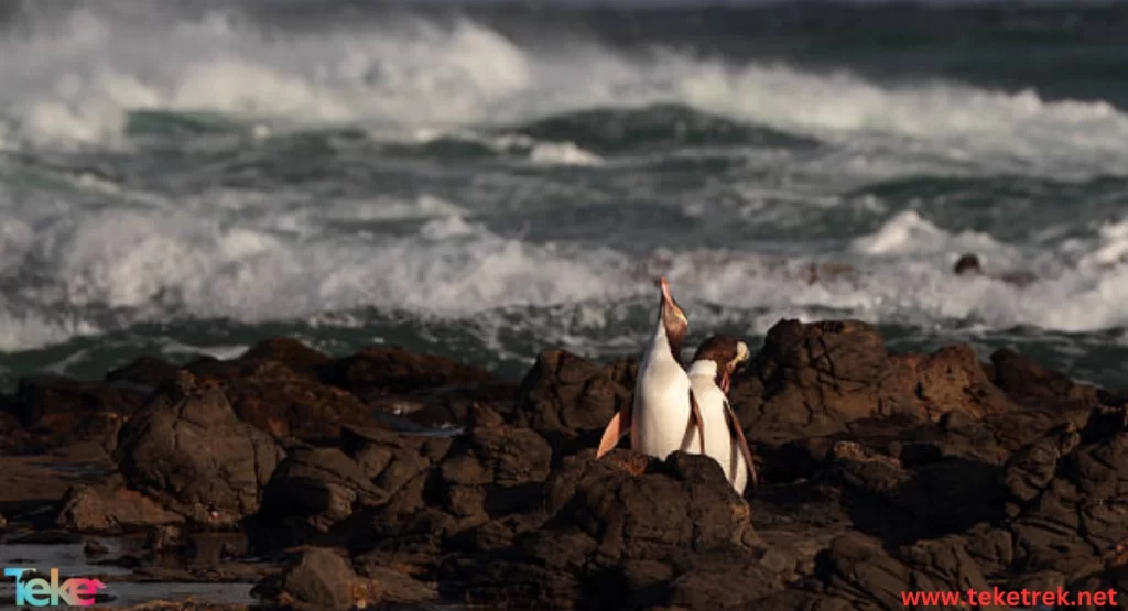 yellow eyed penguin