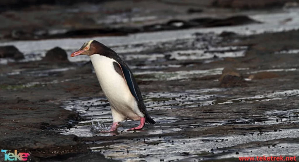 yellow eyed penguin