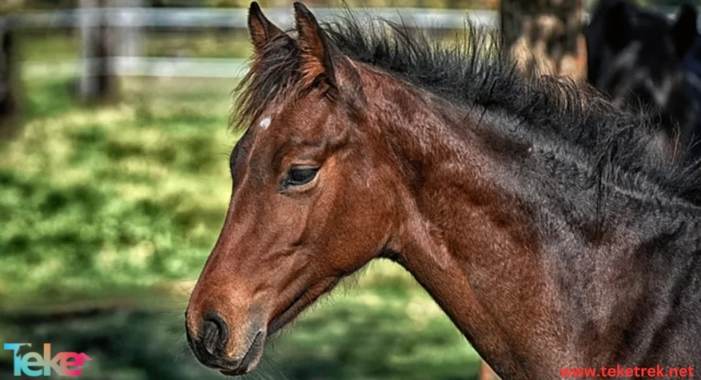 Australian horse