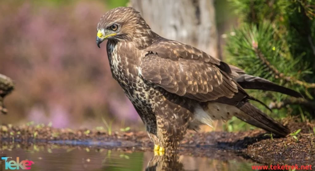 Eurasian Sparrowhawk