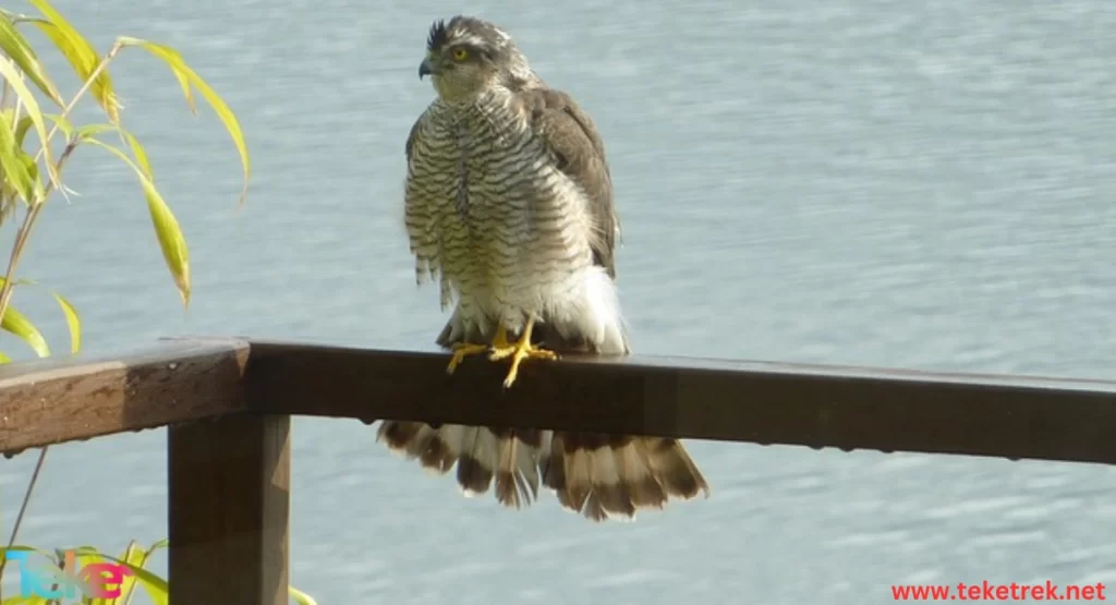 Eurasian Sparrowhawk